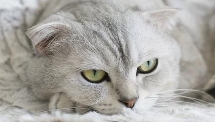 《暗黑破坏神 4》的排行榜及一个恼人的词缀目前已失效