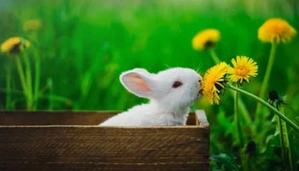 《暗黑破坏神 4》的排行榜及一个恼人的词缀目前已失效